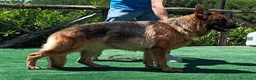 Pastore Tedesco cani in vendita: Pastori Tedeschi - Annuncio 2