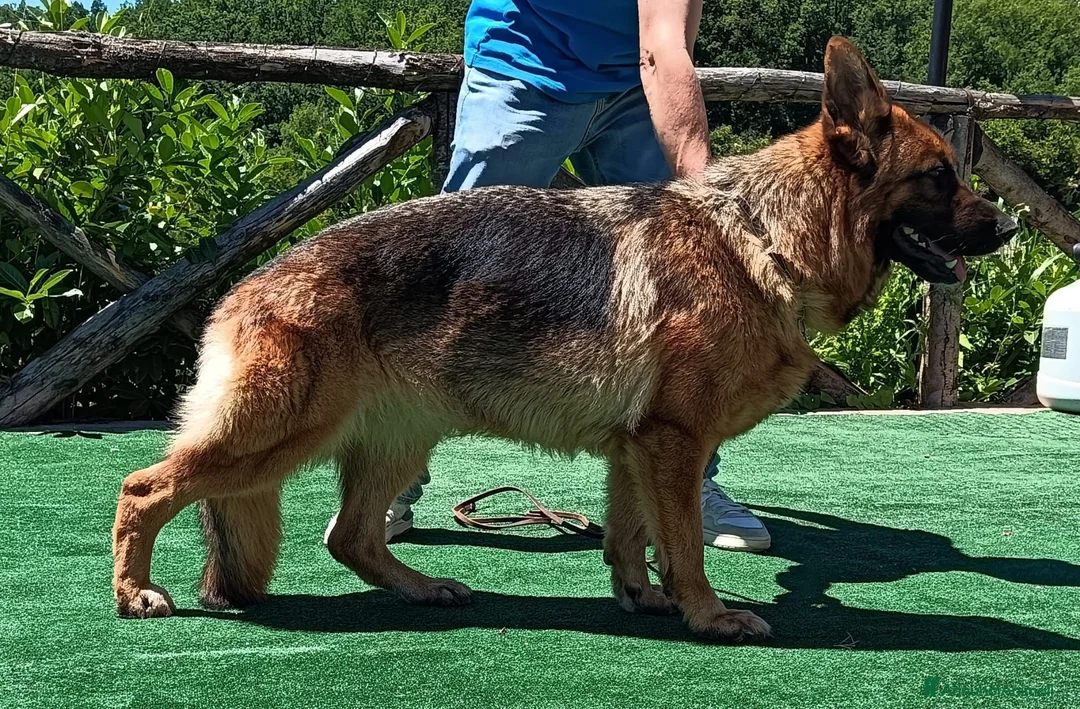 Pastore Tedesco cani in vendita: Pastori Tedeschi - Annuncio 2