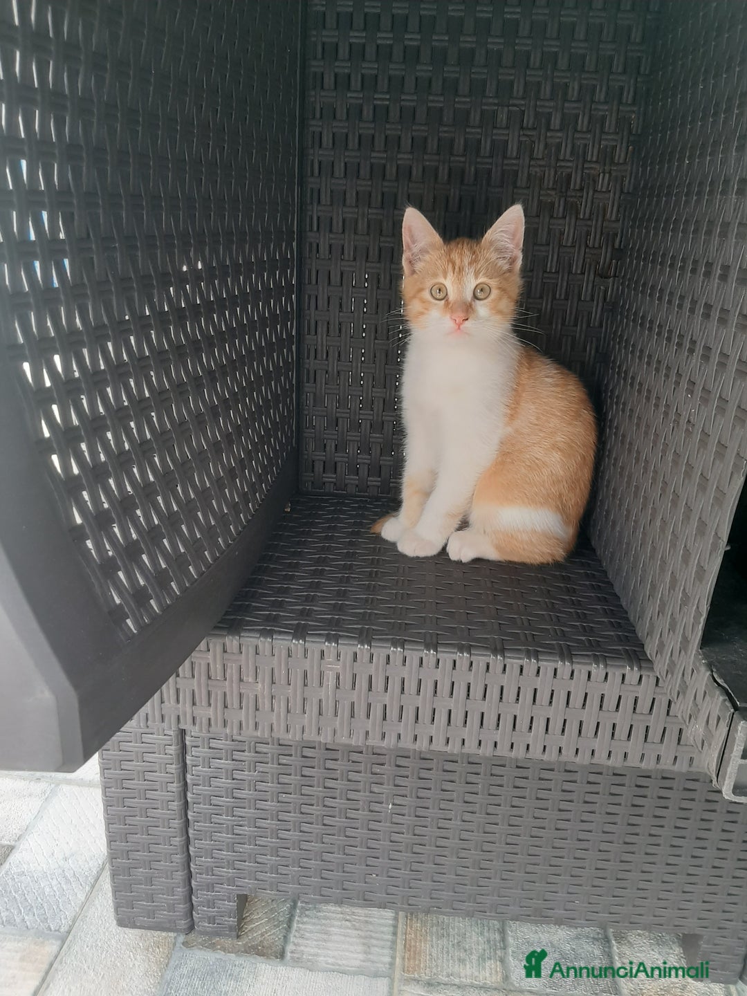 Meticcio gatti in vendita: Camillo - Annuncio 1