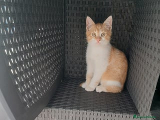 Meticcio gatti Camillo - Annuncio 3