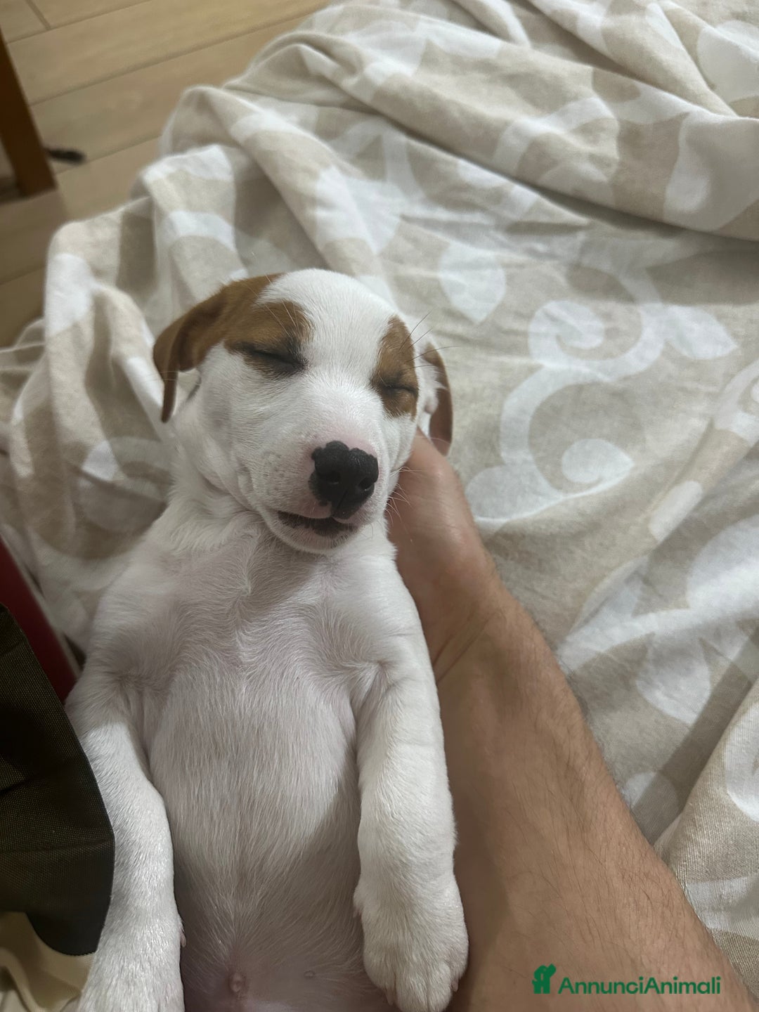 Jack Russell cani in vendita: Jack russel terrie colorazione rara bianco e rosso - Annuncio 5