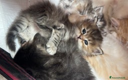 Siberiano gatti in vendita: Cuccioli gatto Siberiano Pedigree - Annuncio 3