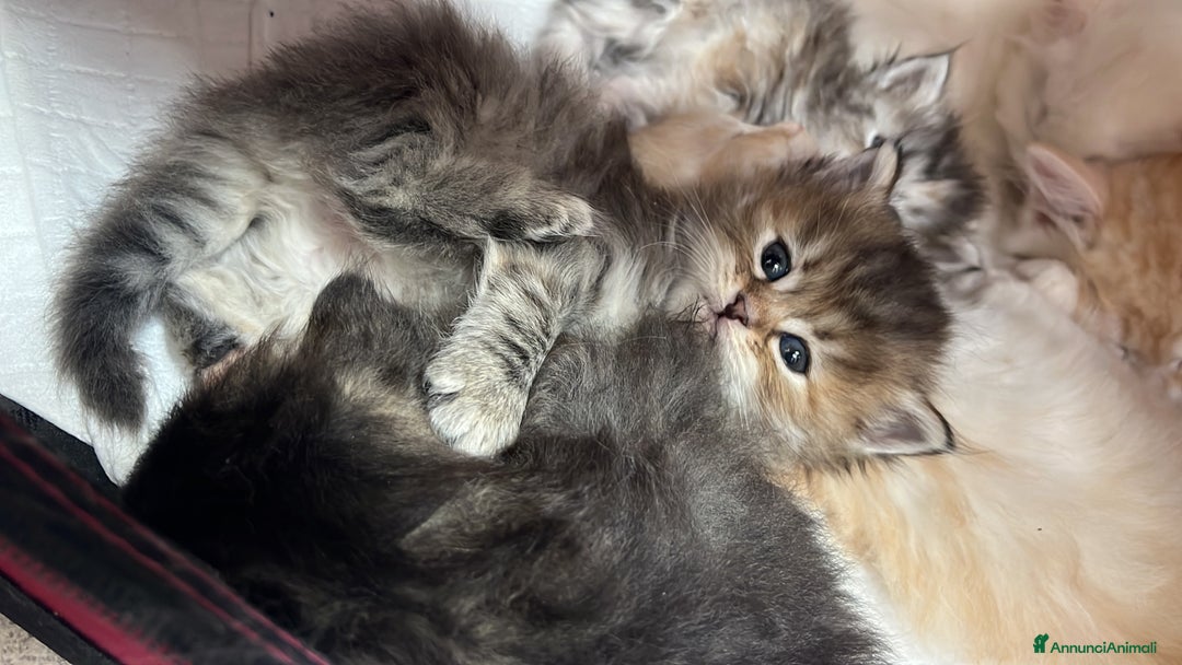 Siberiano gatti in vendita: Cuccioli gatto Siberiano Pedigree - Annuncio 3