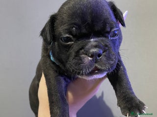 Bulldog Francese cani - Annuncio 8