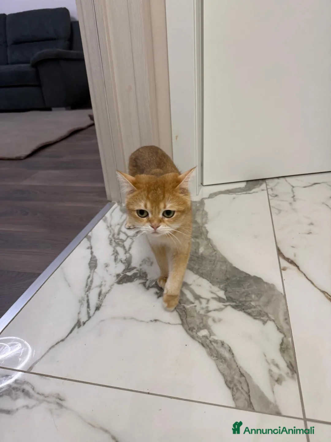 Scottish gatti in vendita: Disponibile - Annuncio 1