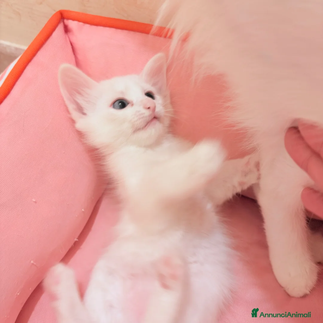Angora turco gatti in vendita: Splendidi cuccioli di Angora turco - Annuncio 12