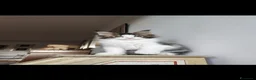 Maine Coon gatti in vendita: ULTIMO CUCCIOLO DISPONIBILE MAINE COON - Annuncio 7