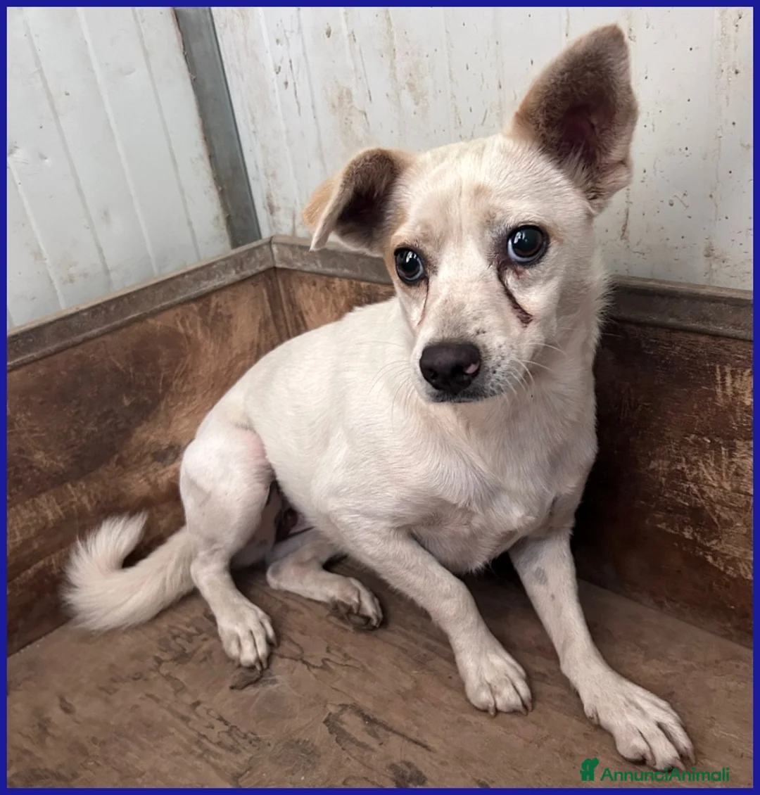 Meticcio cani in regalo: GIOIA 3 ANNI, 8 KG, VIVEVA CON UN BRANCO DI 30 CAN - Annuncio 2