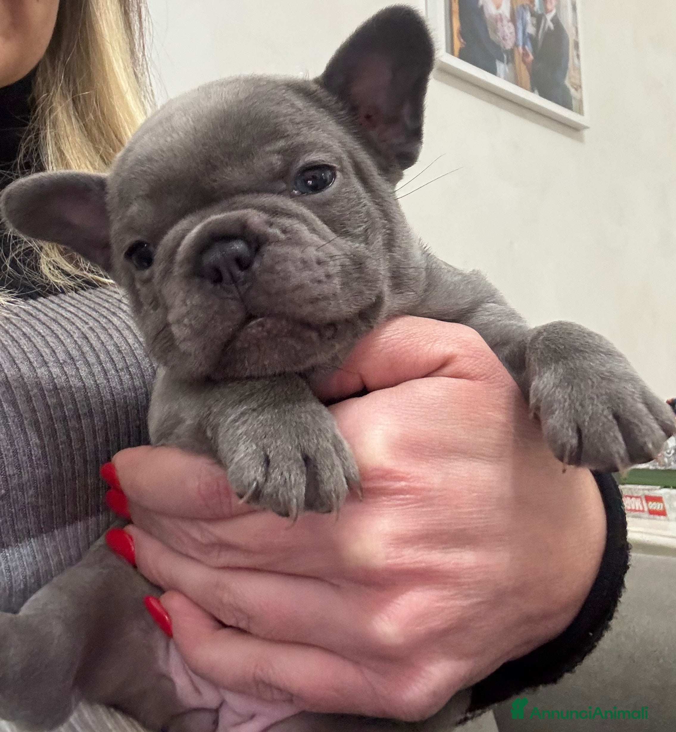 Bulldog Francese cani Bulldog francese - Annuncio 2