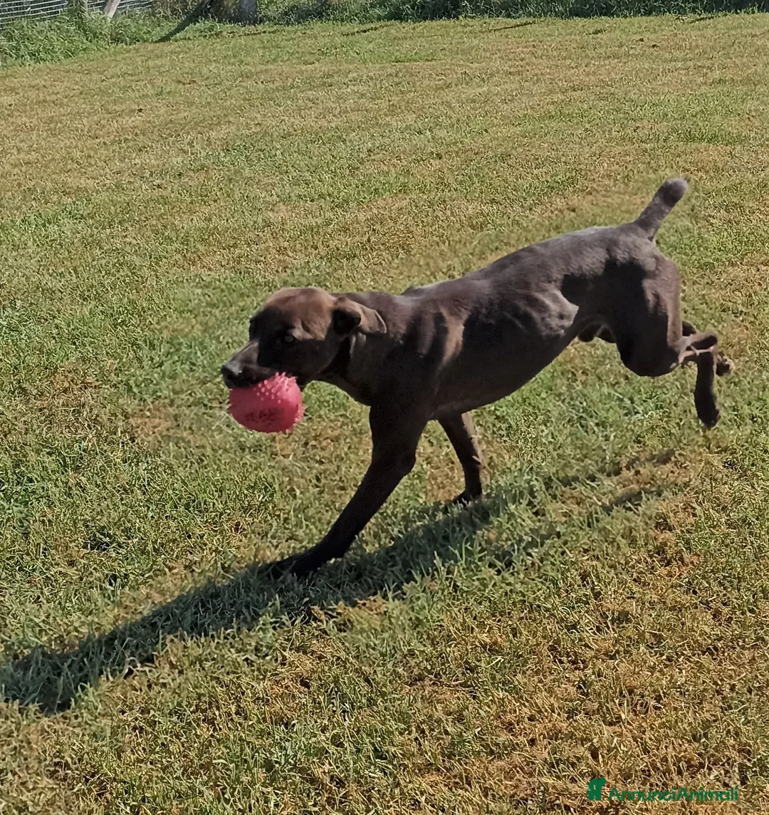 Meticcio cani in regalo: Fuego derivato molosso in adozione a Provincia di Latina - Annuncio 3