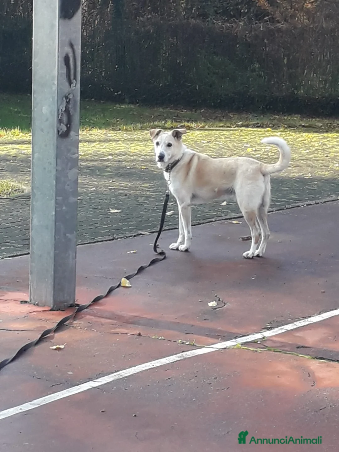 Meticcio cani in regalo: Splendido meticcio - CHARLIE - Annuncio 3