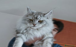 Maine Coon gatti in vendita: 6Cuccioli di MaineCoon con WCF - Immagine 9