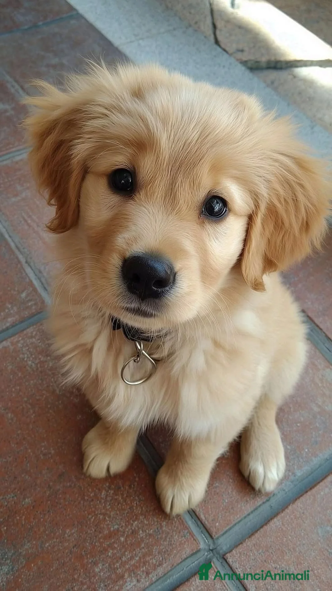 Golden Retriever cani in regalo: Cuccioli di Golden Retriever - Annuncio 1