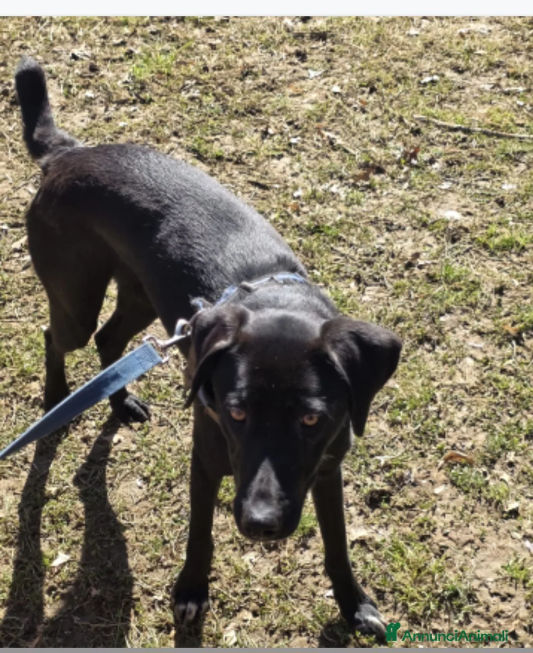 Meticcio gatti in regalo: Becky 15mesi tg media salvata mesi fa  BERGAMO - Annuncio 4