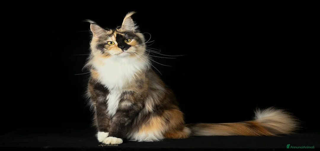 Immagine della galleria {{count}}