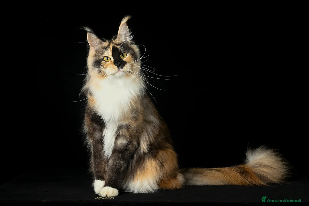 Immagine della galleria {{count}}