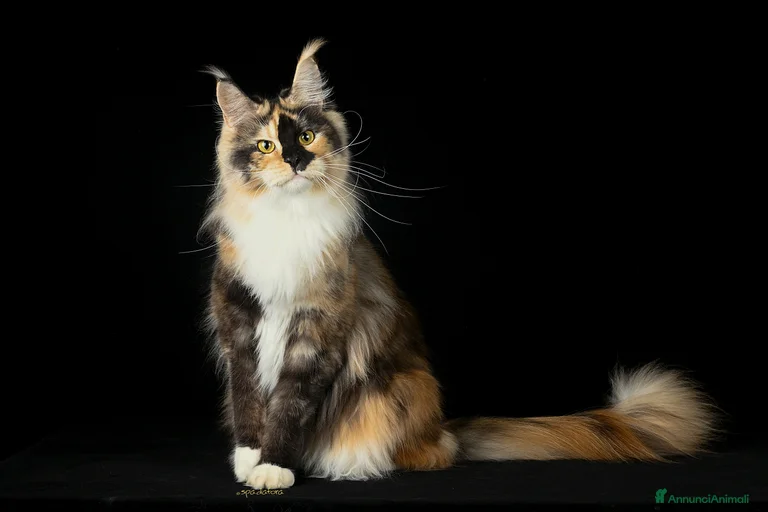 Immagine della galleria {{count}}