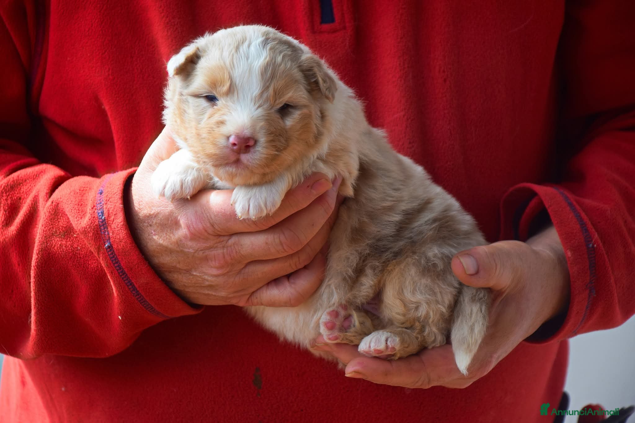 Australian Shepherd cani Cucciolata di pastore australiano  - Annuncio 5