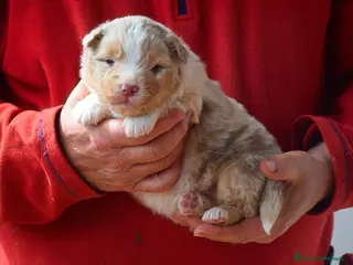 Australian Shepherd cani Cucciolata di pastore australiano - Annuncio 5