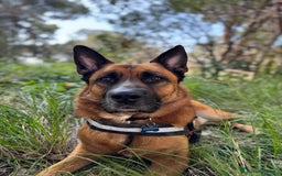 Pastore Belga cani in regalo: Cerco nuova famiglia per Class - Annuncio 2