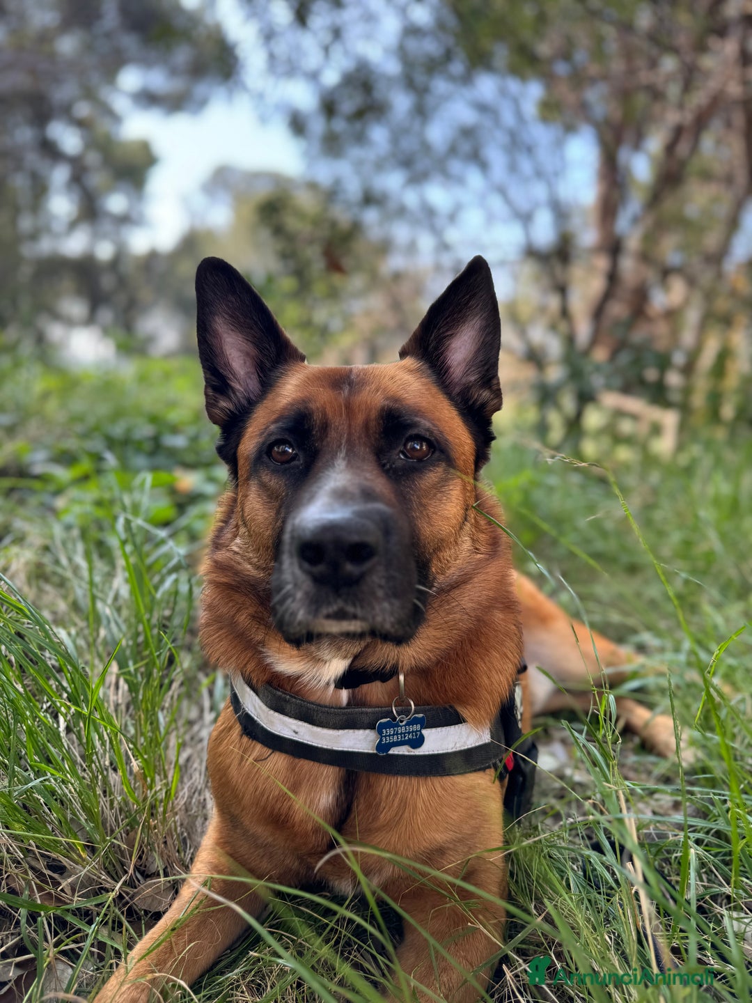 Pastore Belga cani in regalo: Cerco nuova famiglia per Class - Annuncio 2