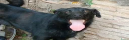 Meticcio cani in regalo: LOLLO - Annuncio 5