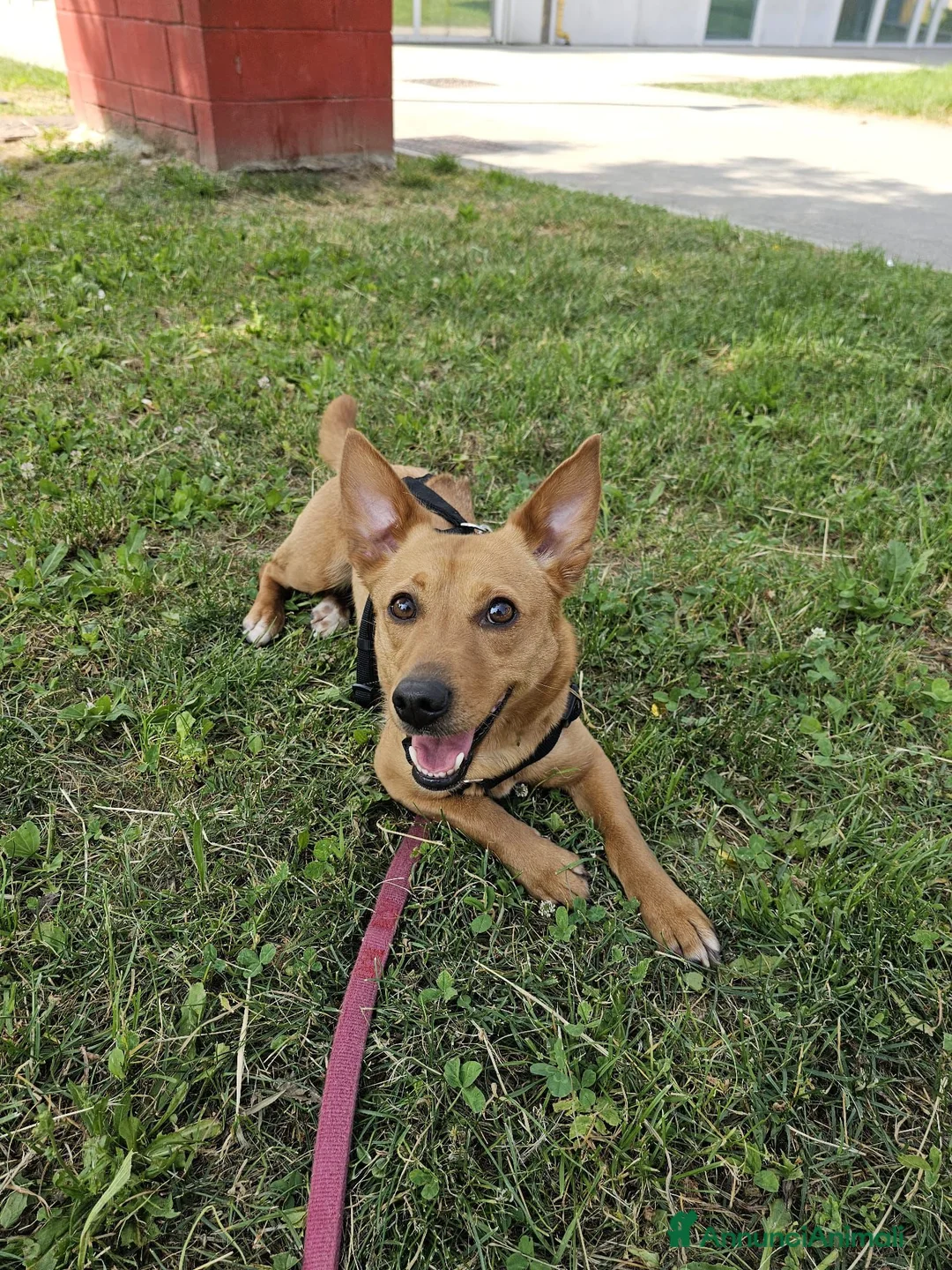 Meticcio cani in regalo: Tenera cagnolina in adozione! - Annuncio 5