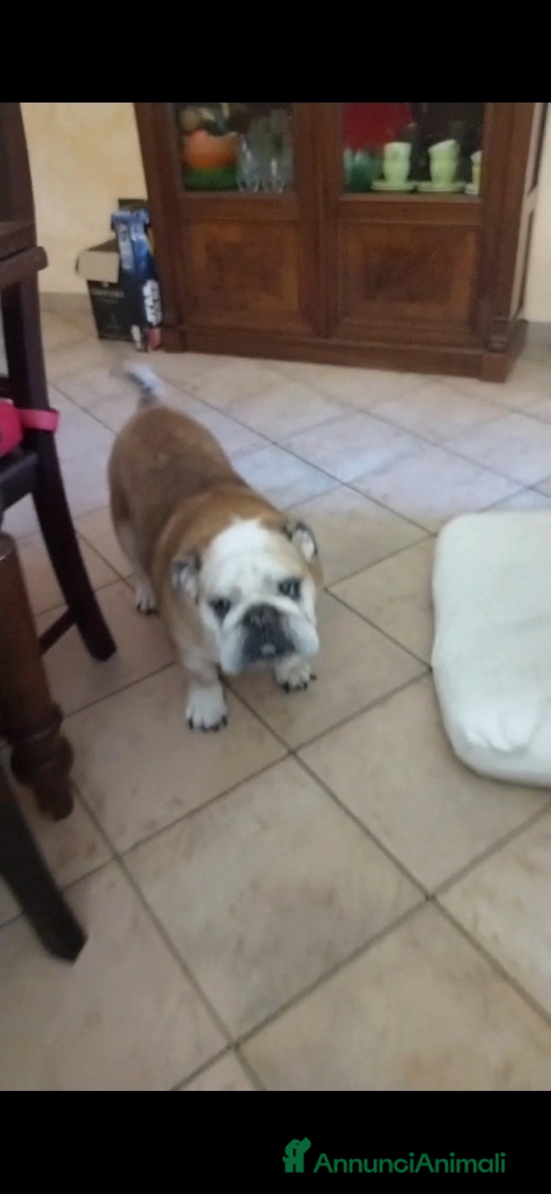 Bulldog cani NONNA SHAKIRA HA BISOGNO DI TE, IN ADOZIONE - Annuncio 2