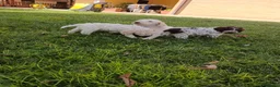 Lagotto cani in vendita: Lagotto a Provincia di Perugia - Annuncio 3