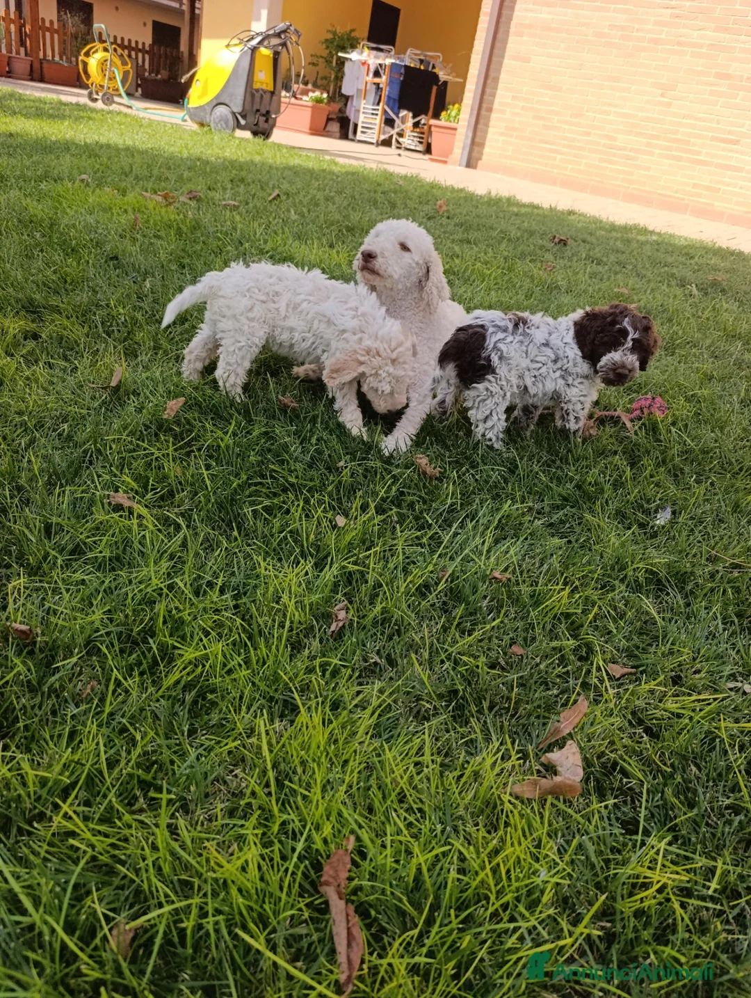 Lagotto cani in vendita: Lagotto a Provincia di Perugia - Annuncio 3