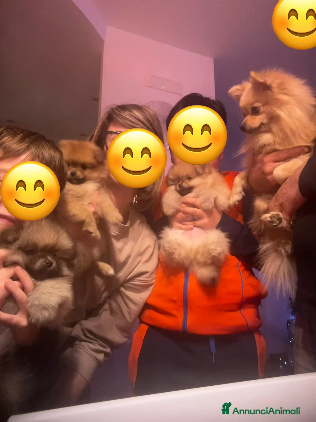 Spitz cani in vendita: SPITZ NANO DI POMERANIA MASCHIETTI  - Annuncio 9