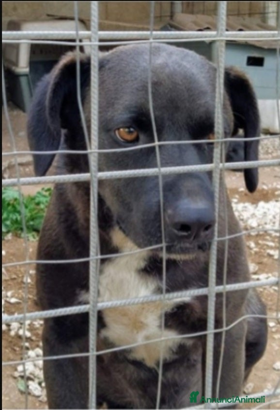 Meticcio cani Yoshi 4anni rassegnato dietro le sbarre.SICILIA  a Città metropolitana di Milano - Annuncio 18