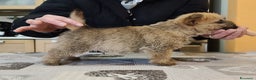 Norwich Terrier cani in vendita: Cuccioli di Norwich Terrier - Annuncio 2