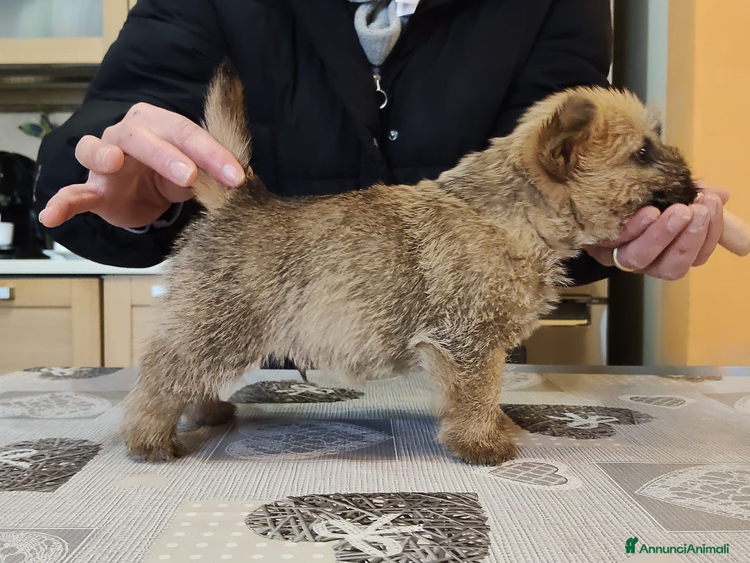 Norwich Terrier cani in vendita: Cuccioli di Norwich Terrier - Annuncio 2
