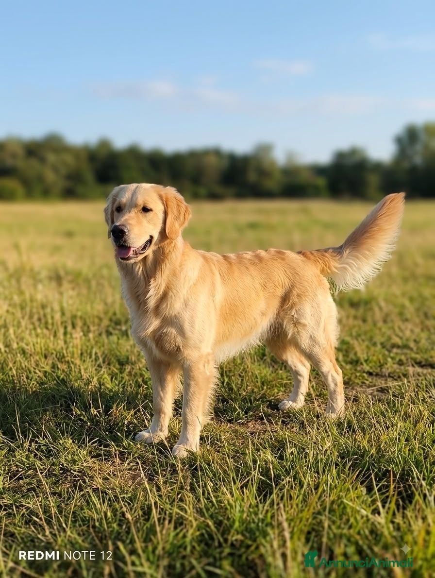 Golden Retriever cani Golden sel. caratterialmente/morfologicamente  - Annuncio 2