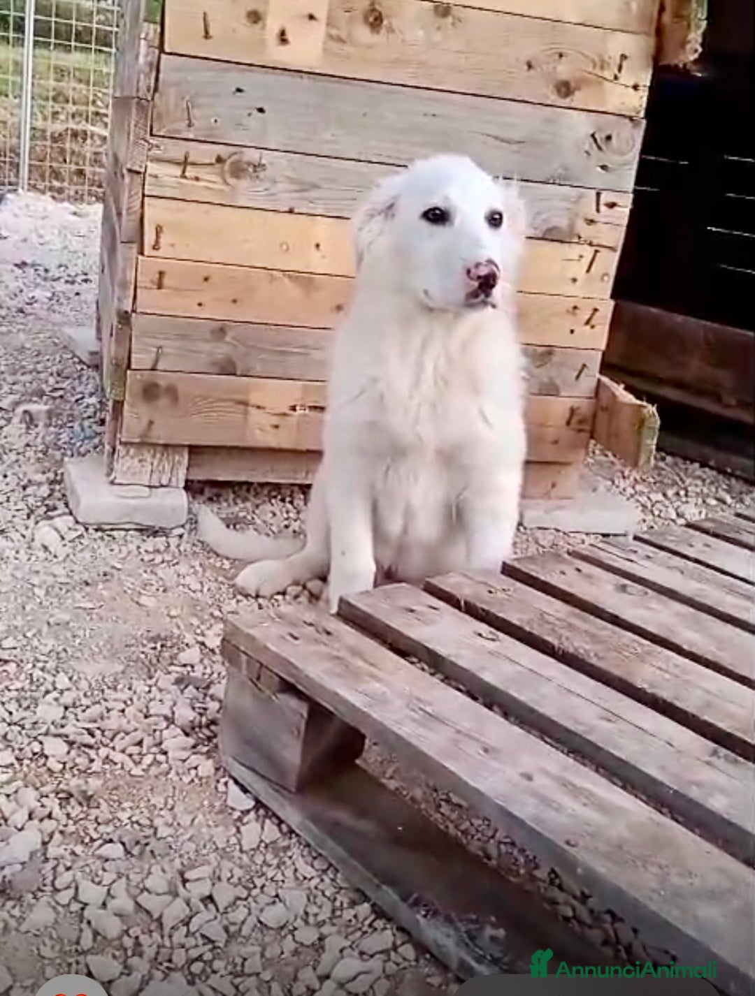 Meticcio cani in regalo: Cucciolo derivato Maremmano 3 mesi 1/2 - Annuncio 3