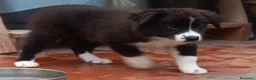 Border Collie cani in vendita: 3 cucciole Border Collie - Annuncio 4