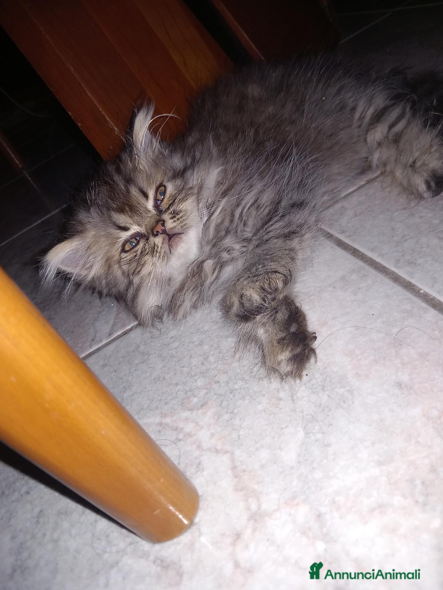 Persiano gatti Gattino persiano a pelo lungo - Annuncio 2