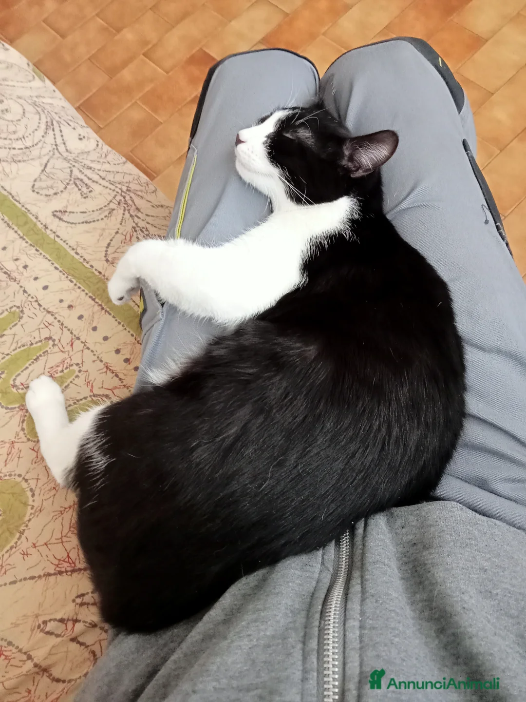 Altre razze gatti in regalo: Gattino in donazine - Annuncio 4