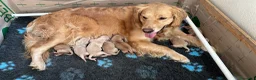 Golden Retriever cani in vendita: Golden Retriever  - Annuncio 2