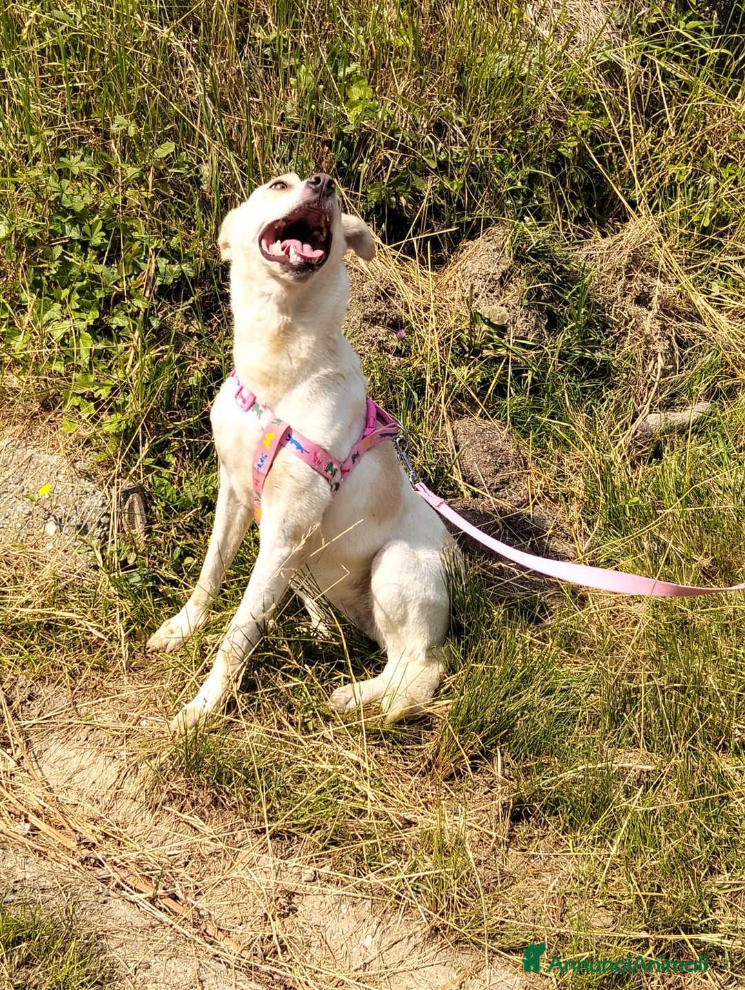Meticcio cani in regalo: ALICE  a Città Metropolitana di Torino - Immagine 27