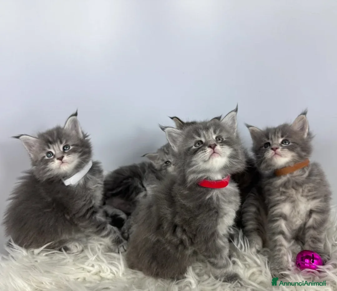 Maine Coon gatti in vendita: 6 splendidi gattini Maine Coon di razza pura - Annuncio 17