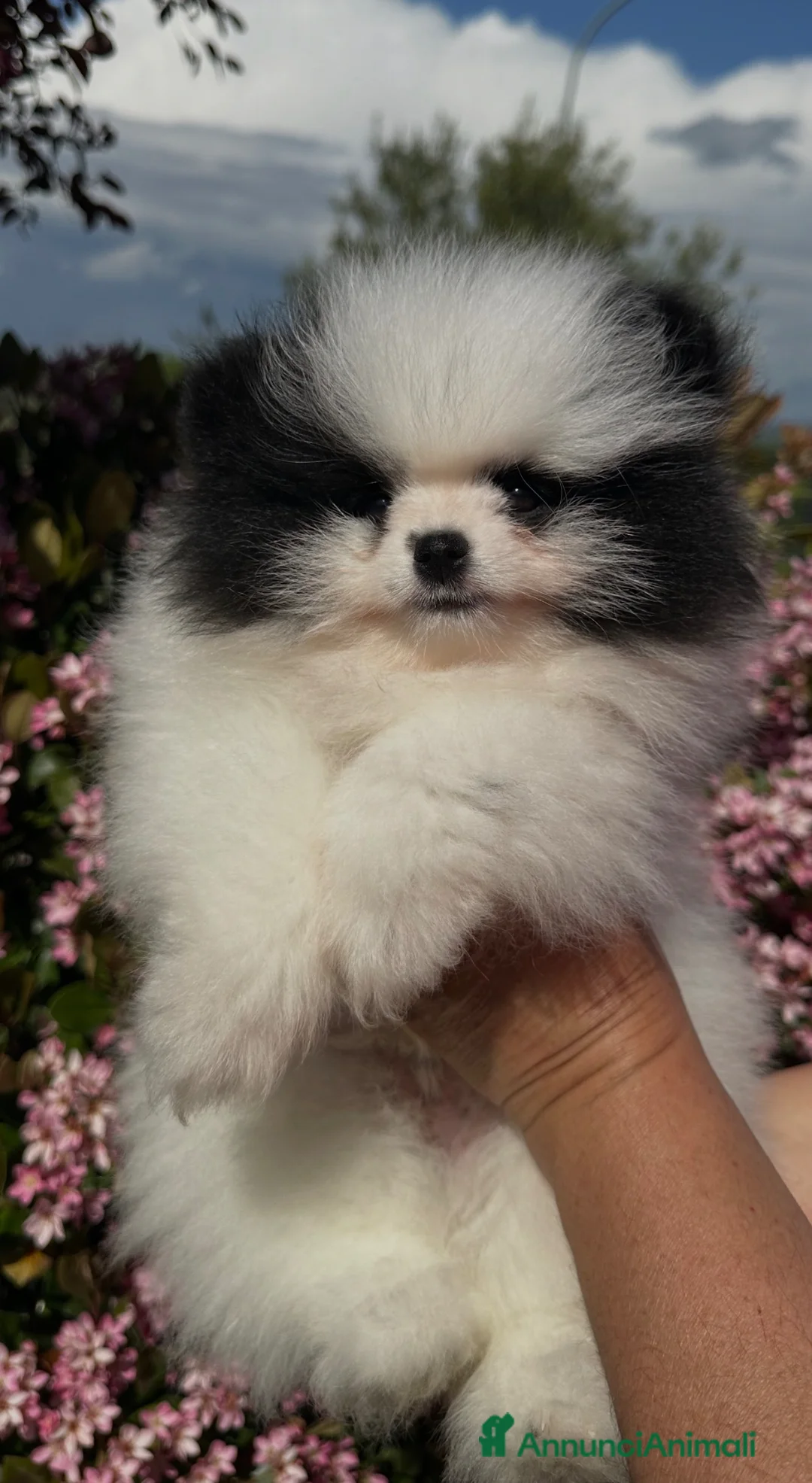 Volpino Pomerania cani in vendita: Volpini toy  - Annuncio 8