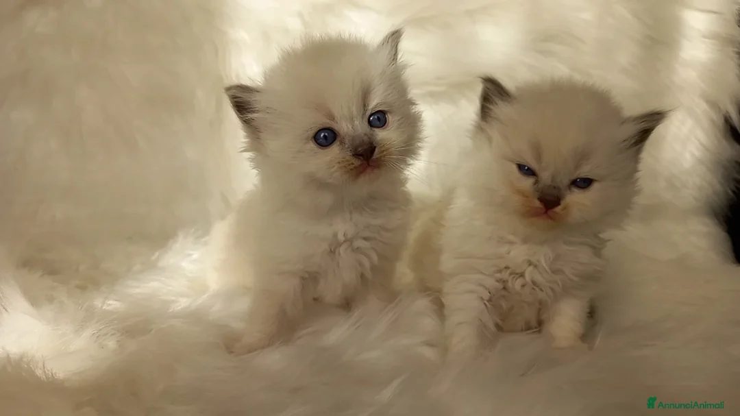 Immagine della galleria {{count}}