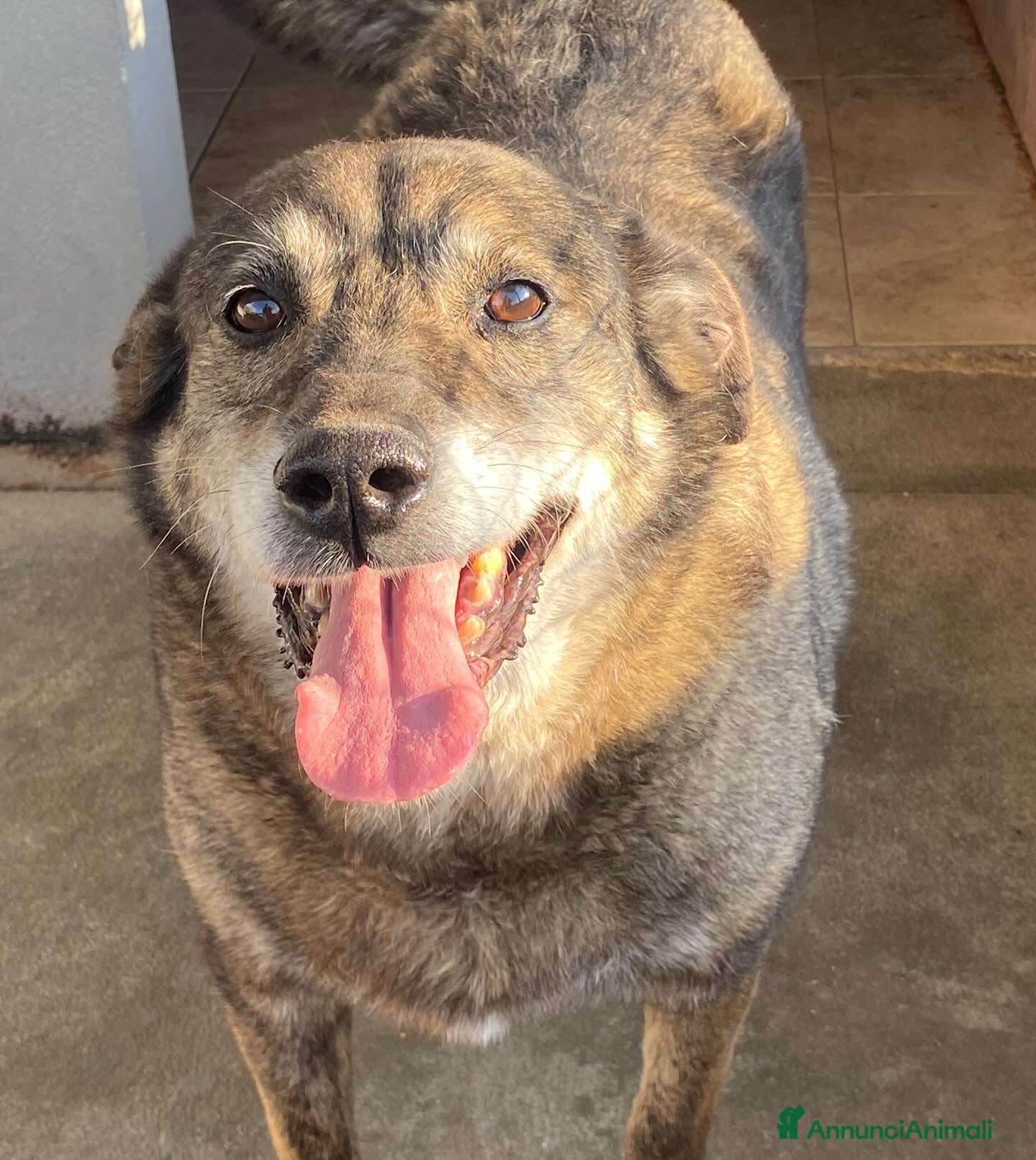 Meticcio cani TIMON dolce cagnolino 9 anni cerca adozione a Provincia di Latina - Annuncio 39
