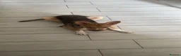 Meticcio cani in regalo: RIO METICCIO a Città metropolitana di Catania - Annuncio 3