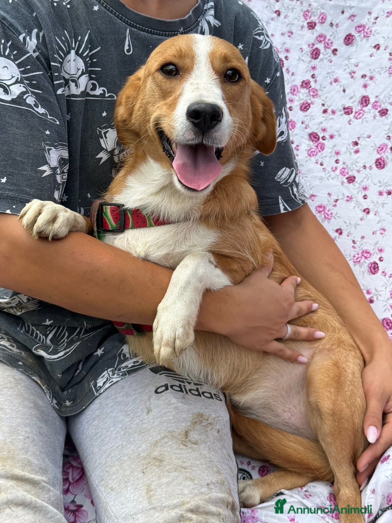 Meticcio cani LIZZY, la nanetta più dolce del mondo! Tg PICCOLA - Annuncio 29