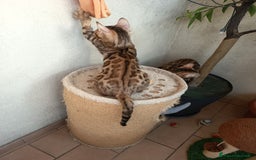 Bengala gatti in vendita: Maschietto & Feminuccia 🥰 - Annuncio 7