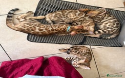 Bengala gatti in vendita: Bellissimi cuccioli  a Città metropolitana di Roma Capitale - Immagine 20