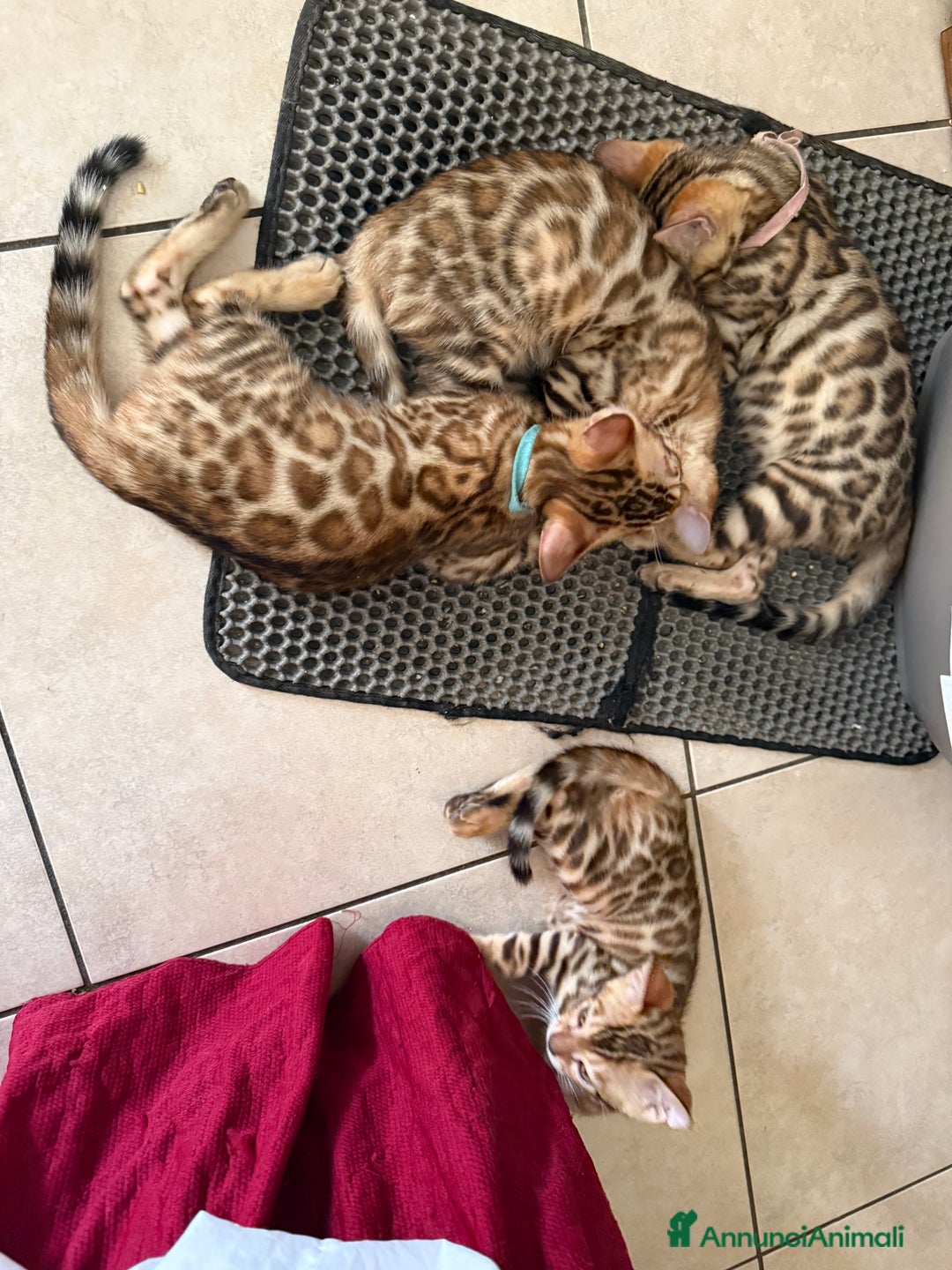 Bengala gatti in vendita: Bellissimi cuccioli  a Città metropolitana di Roma Capitale - Immagine 20